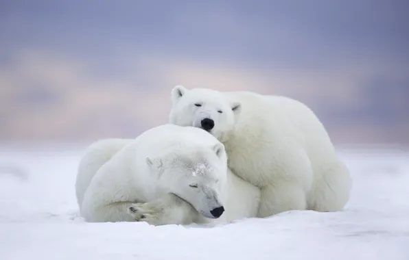 Picture stay, sleep, bears, Alaska, Alaska, a couple, polar bears, The Arctic national reserve