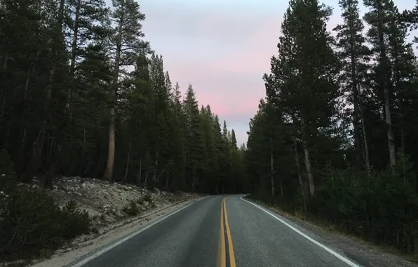 Road, the sky, trees, markup, turn
