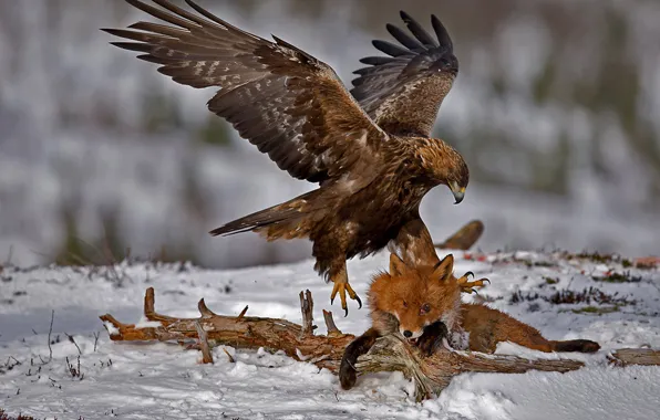 Eagle, gray, prey, scare, heroe, fearless, one of the most beautiful silent eagles in the …
