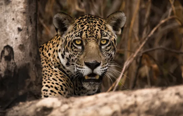 Picture look, face, portrait, Jaguar
