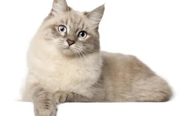 Cat, cat, white background