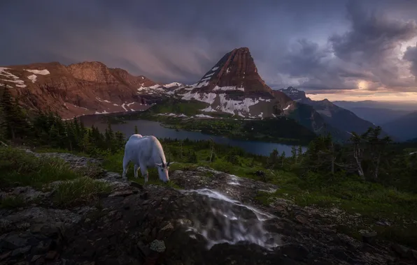 Mountains, nature, goat, mountain, goat