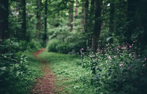 Wallpaper road, forest, nature