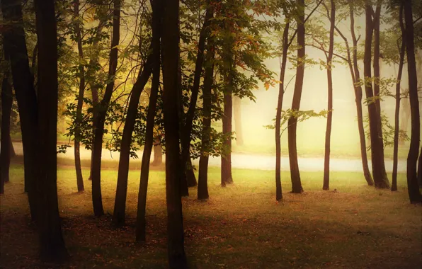 Autumn, forest, trees, nature, fog, Park, trunks, morning