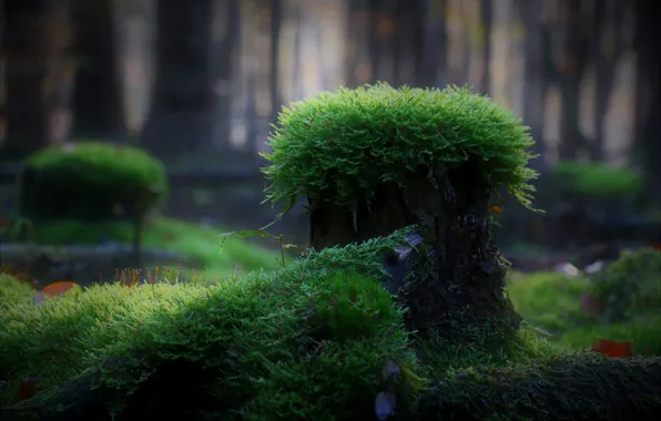 Wallpaper greens, forest, nature