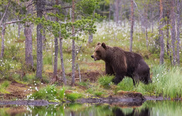 Forest, look, nature, pose, shore, bear, bear, pond