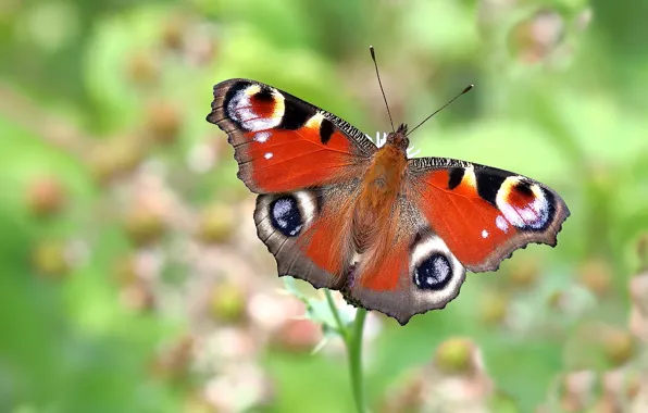 Macro, green, background, pattern, butterfly, plant, stem, insect