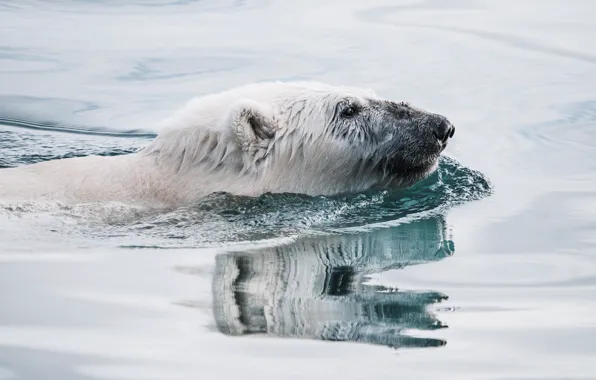 White, look, face, water, reflection, bear, bathing, profile