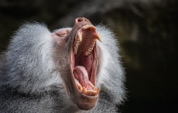 Monkey, scream, tongue, teeth