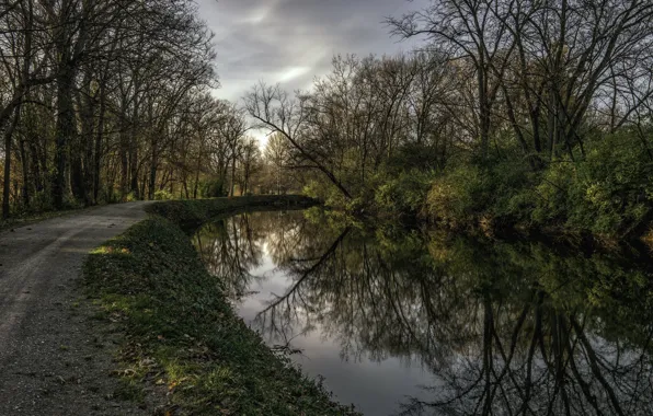 Trees, nature, the evening