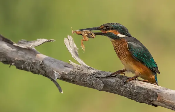 Background, bird, frog, branch, mining, Kingfisher, meal