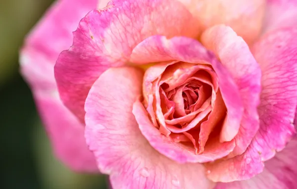 Macro, close-up, pink, rose, petals, Bud