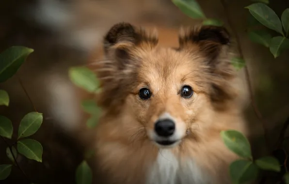 Look, leaves, portrait, dog, puppy, bokeh, collie, sheltie