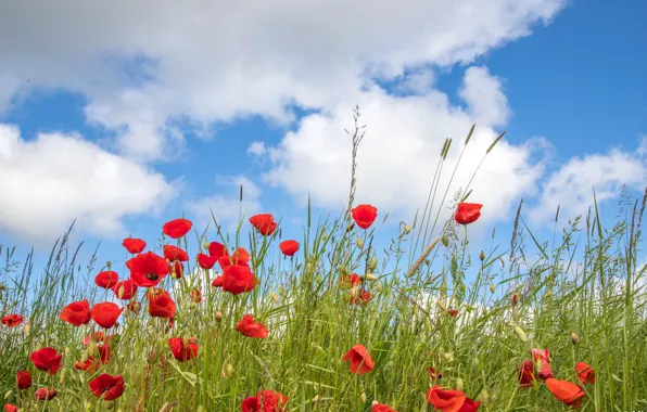 Clouds, flowers, blue, Maki