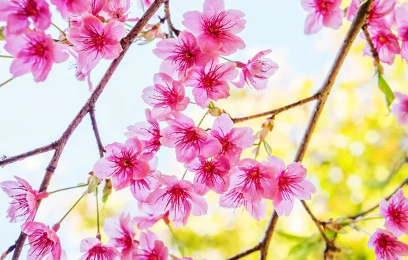Branches, spring, Sakura, flowering, pink, blossom, sakura, cherry