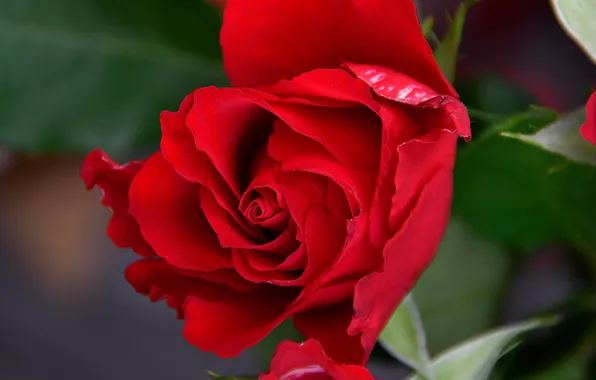 Close-up, chic, scarlet rose