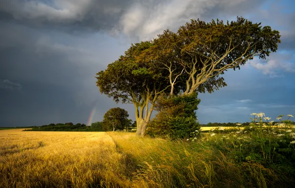 Field, the sky, grass, trees, clouds, overcast, England, rainbow