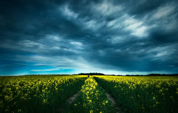 Field, clouds, flowers, the way, horizon