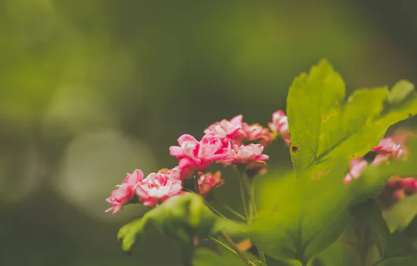 Picture leaves, flowers, petals, green, pink