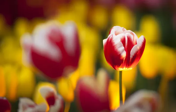 Focus, blur, tulips, pink-white