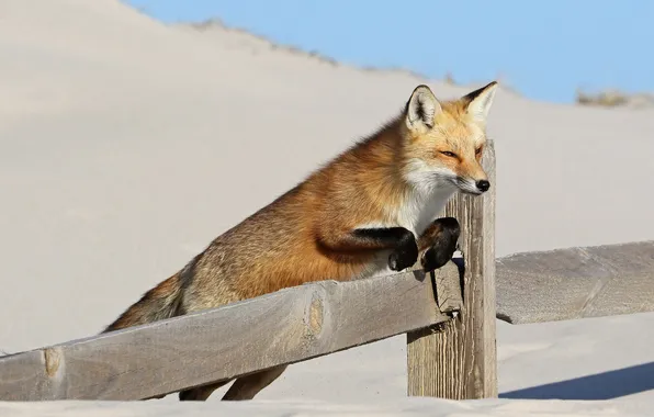 Snow, the fence, Fox