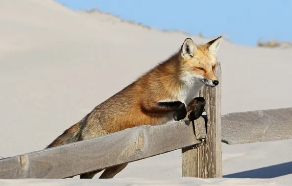 Picture snow, the fence, Fox