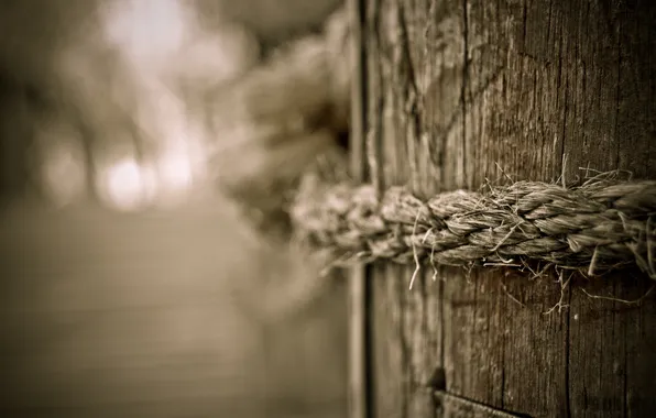 Picture macro, tree, photos, ropes, wood, rope, rope, Wallpaper for desktop