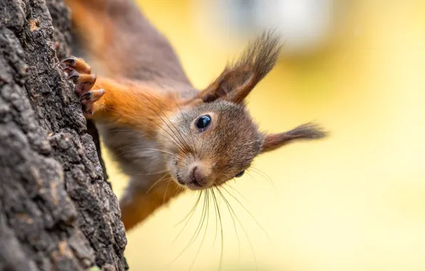 Look, tree, protein, trunk, red, face, bokeh