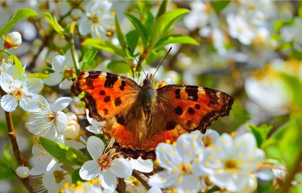 Macro, Spring, Butterfly, Spring, Flowering, Macro, Butterfly, Flowering