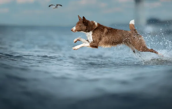 Picture sea, dog, in flight, Svetlana Pisareva, Daily