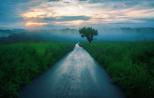 Tree, Road, Fog, Morning