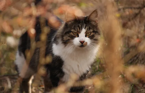 Autumn, cat, cat, look, face, branches, nature, pose