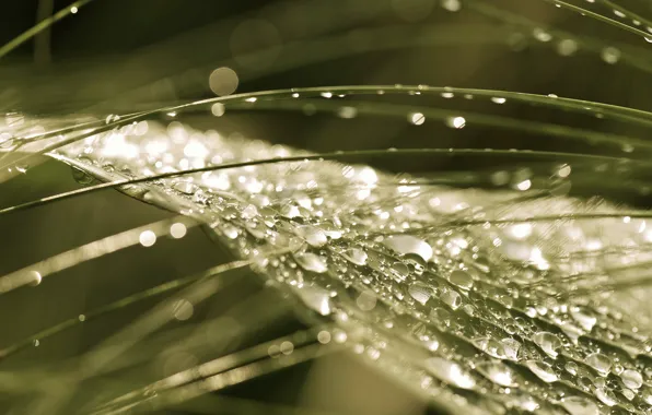 Drops, macro, nature, sheet