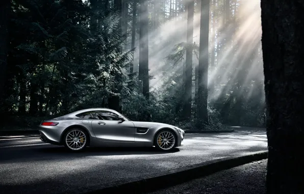 Picture Mercedes-Benz, Dark, AMG, Sun, Color, Side, Silver, Forest