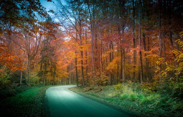 Picture road, autumn, forest, trees, Netherlands, Limburg, Vaals
