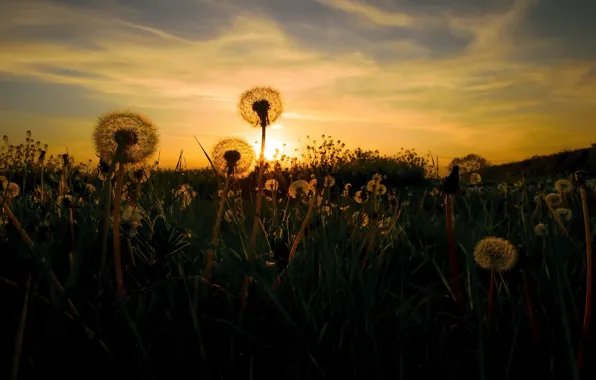 Picture night, dandelion, spring