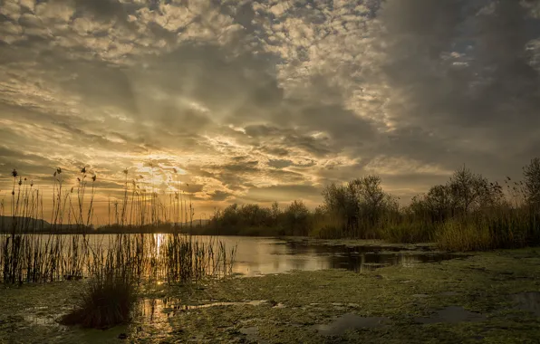 The sun, Water, Nature, Clouds, Lake, Trees, Dawn, Rays
