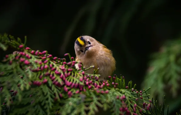 Picture nature, branch, bird, Wren