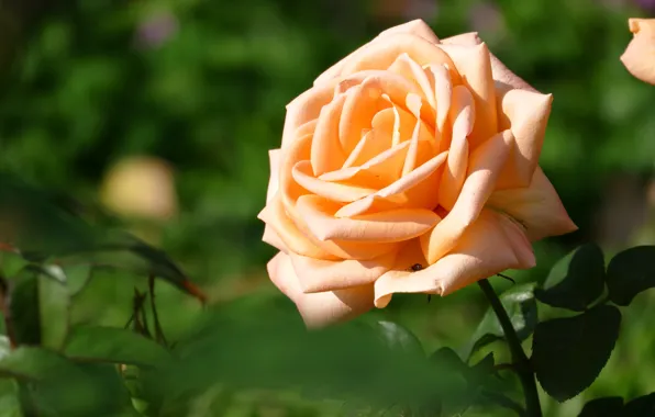 Greens, flower, leaves, background, rose, orange, petals, garden