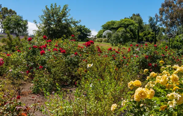 Greens, the sky, the sun, trees, flowers, Park, CA, USA