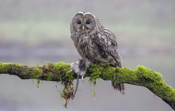 Owl, bird, mining