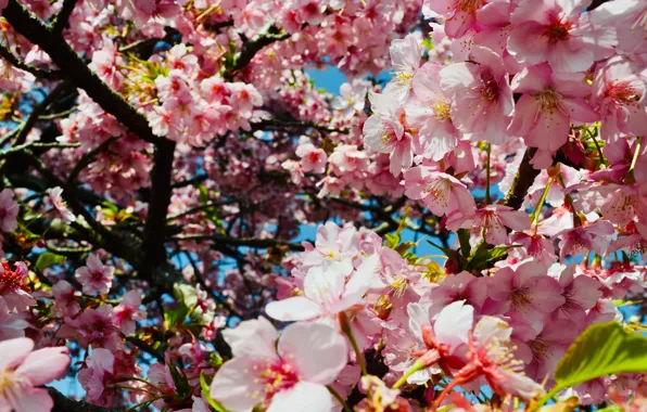 Light, flowers, branches, cherry, tree, spring, Sakura, pink