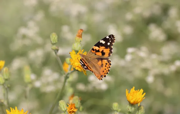 Picture flower, background, butterfly, wings