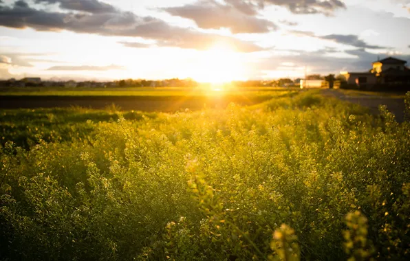 Field, grass, the sun, landscape