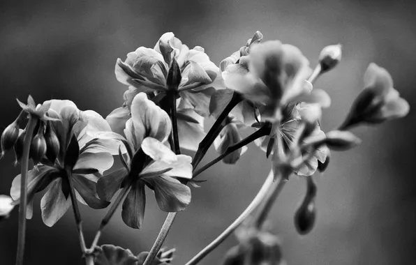 Picture flowers, nature, black and white, plants, petals, stems. leaves