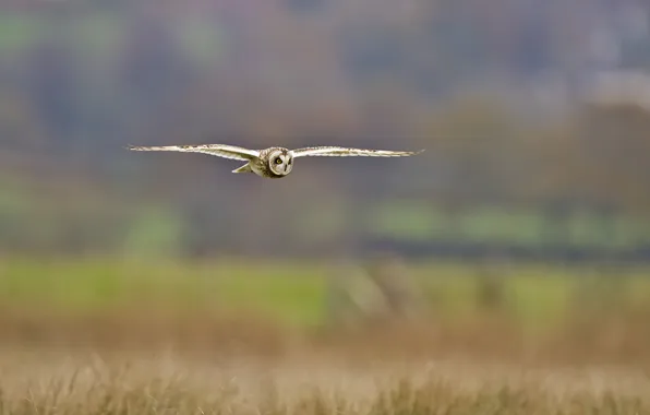 Picture owl, bird, in flight, marsh