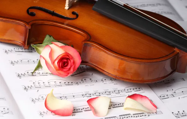 Picture flowers, violin, roses, petals