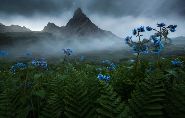 Field, clouds, flowers, mountains, fog, overcast, rocks, blue