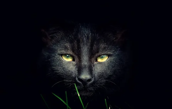 Cat, background, black, grass