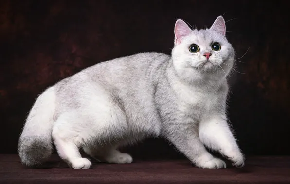 Cat, the dark background, white, photoart, Munchkin